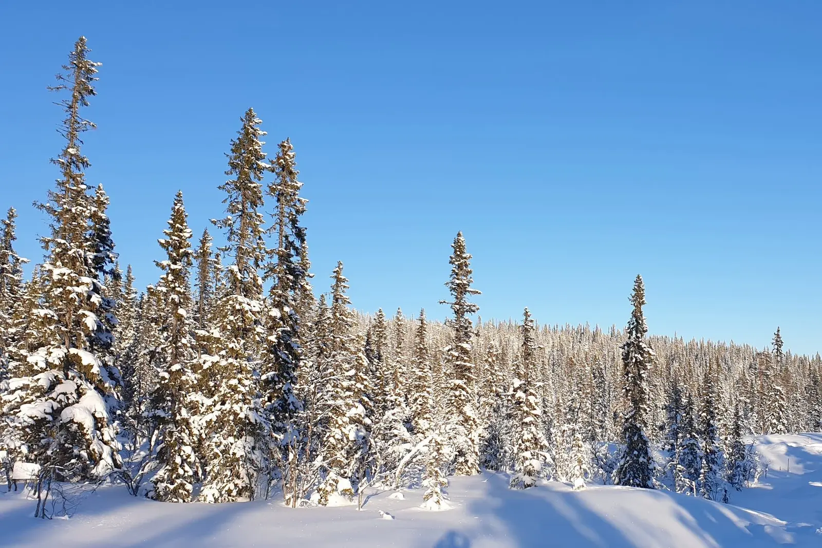 Land / plot, Vemdalsskalet Myrbärsstigen 22, Vemdalen. Photo 1 of 9