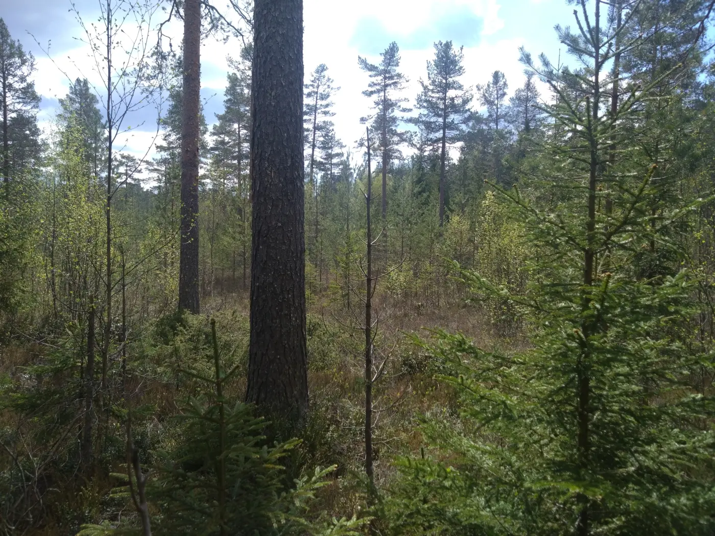 Gård, Stora Smedberget, Älvhöjden, Ställdalen. Bild 1 av 14