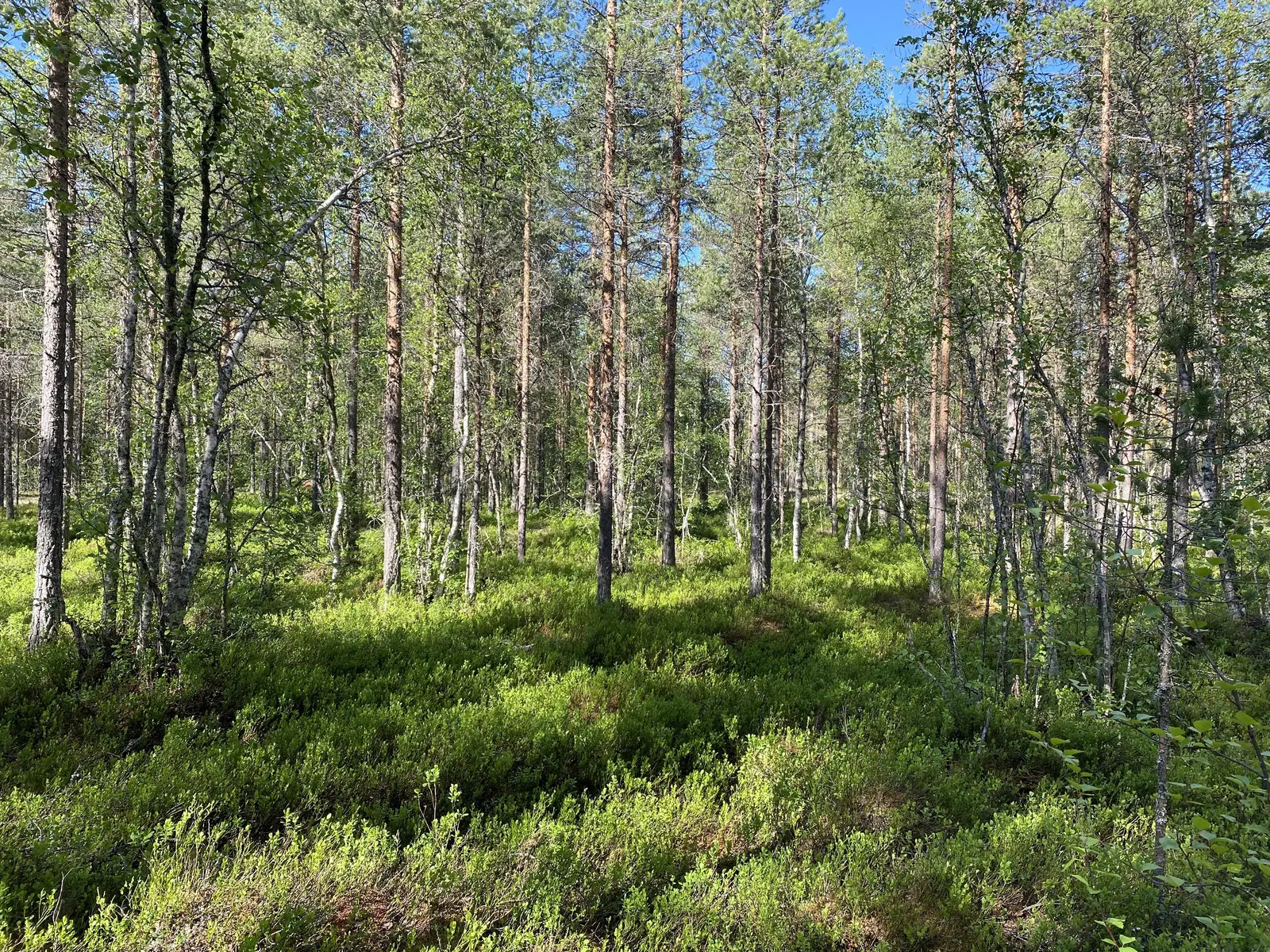 Tomt / mark, Särnabyn 58:24, Älvdalen. Bild 1 av 15