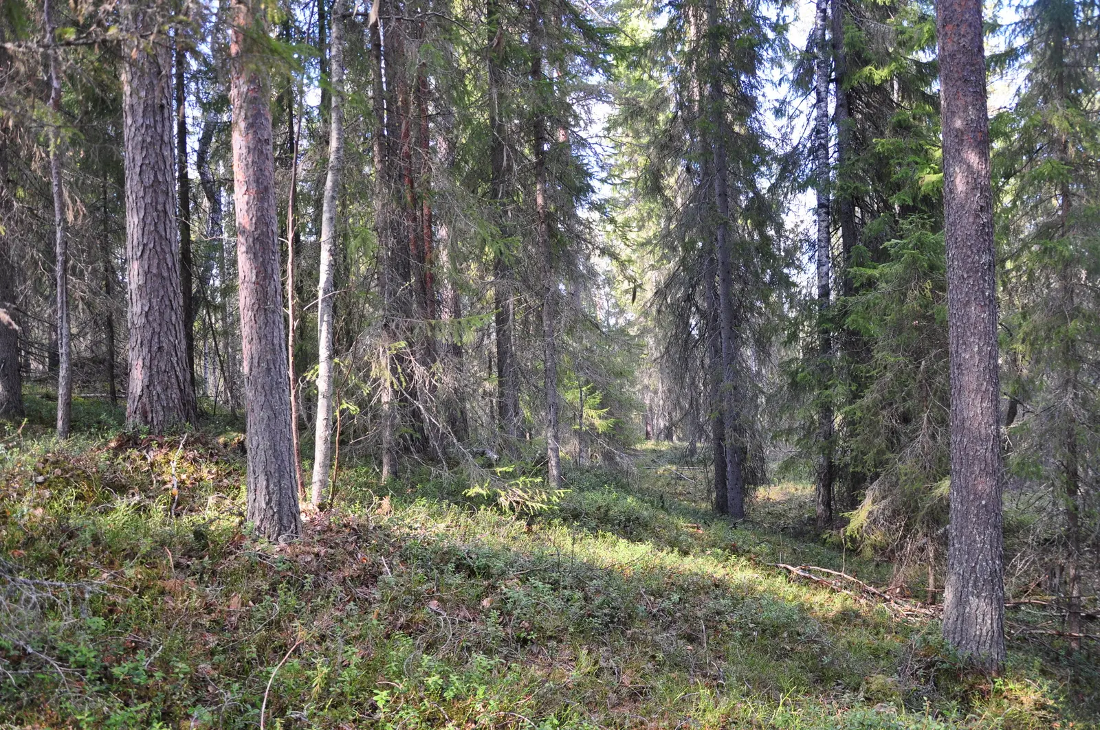 Lägenhet, ÖVERTORNEÅ ÖVERTORNEÅ 1:43 (del av). Bild 1 av 39