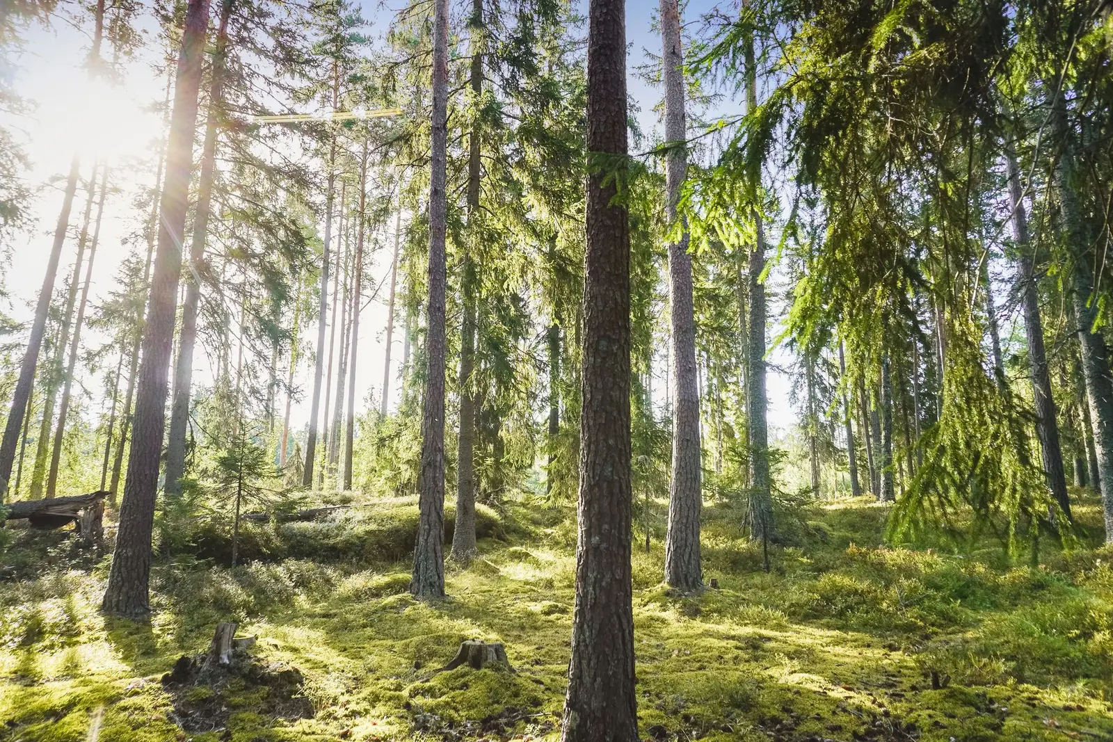 Bild 1 av 18 på UPPSALA BLACKBO 1:6