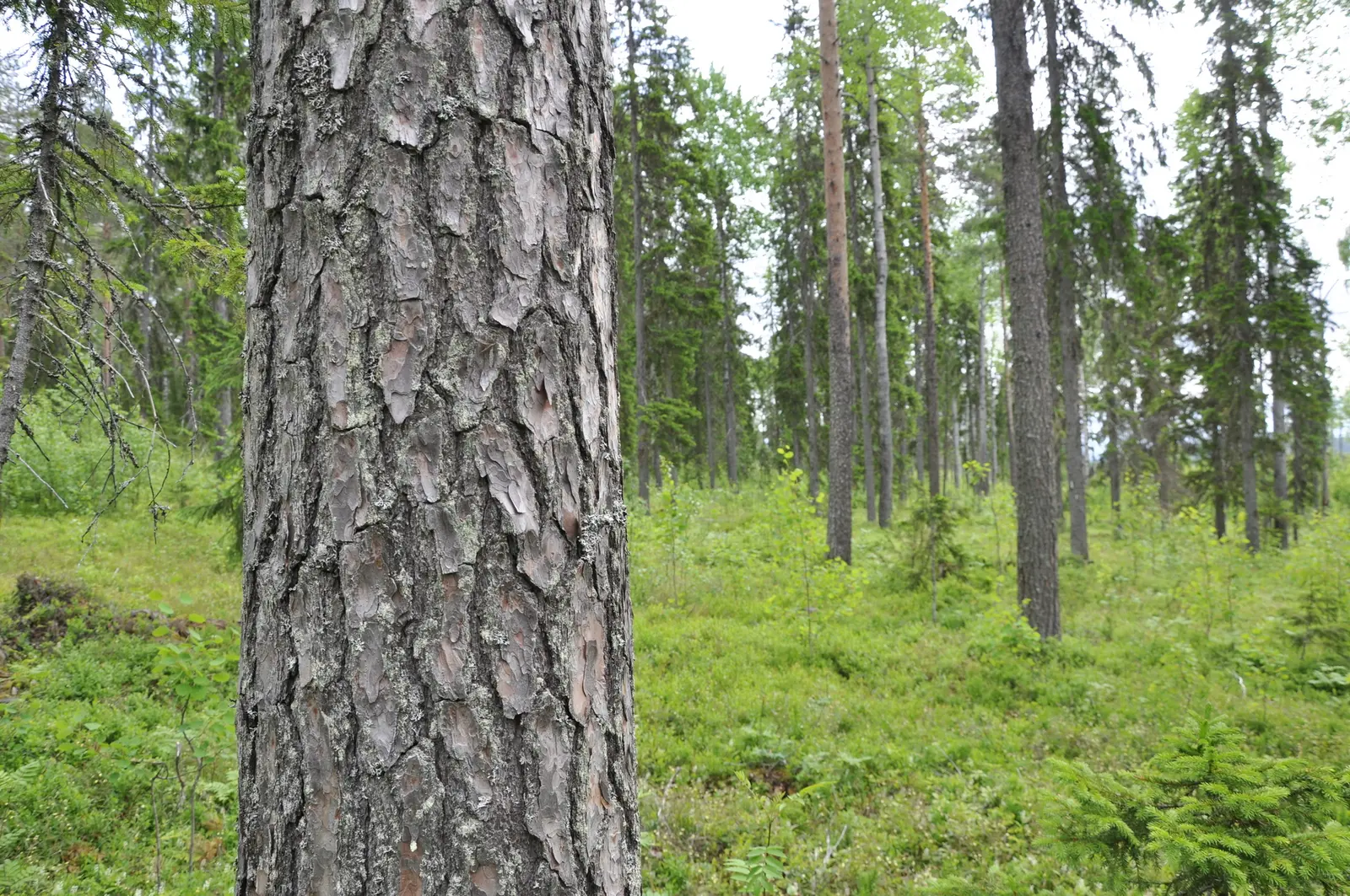 Farm, ÖVERTORNEÅ KUIVAKANGAS 9:3 (del av). Photo 1 of 16