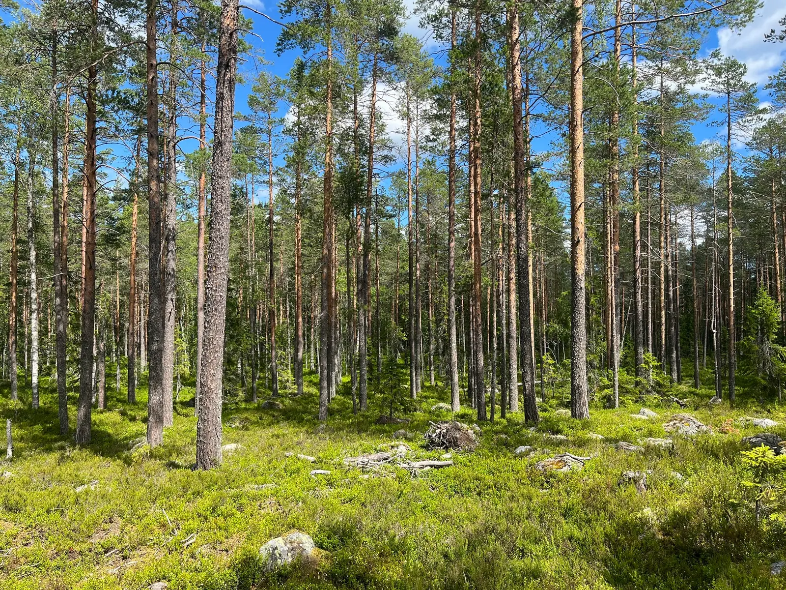 Farm, NORDANSTIG GRYTTJE 2:12, Nordanstig. Photo 1 of 12