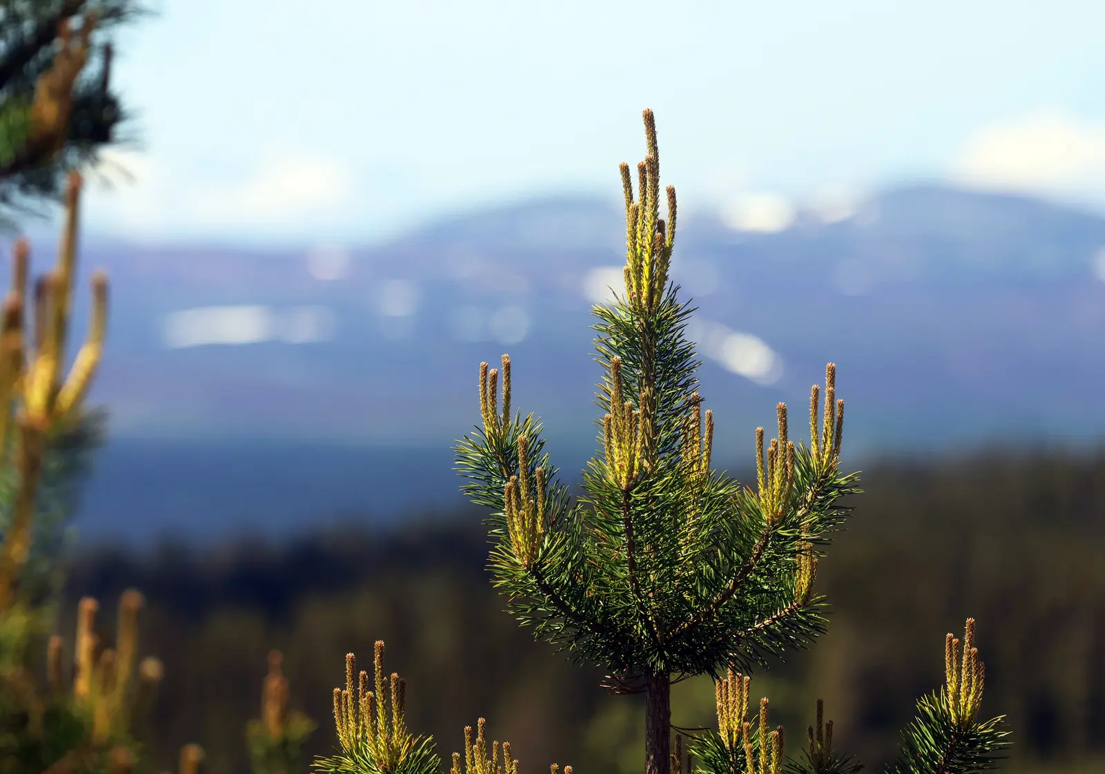 Image 1 of 20 of ÄLVDALEN FLOÅSEN 19:76