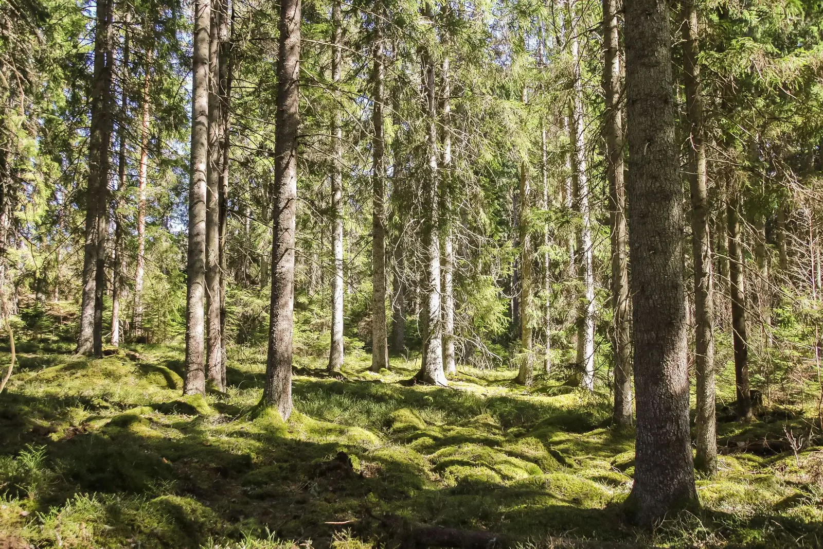 Gård, VAGGERYD HORSHAGA 1:6 och HORSHAGA 1:7. Bild 1 av 20