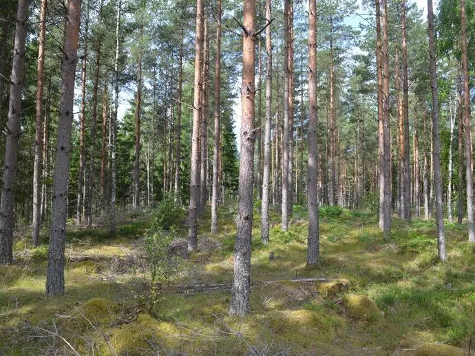 Bild 1 av 20 på Ärngisslahyltan