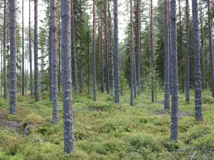 Image 1 of 20 of Norum