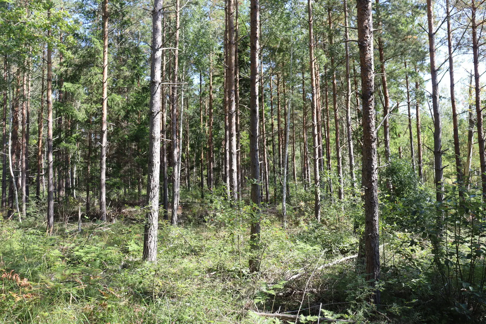 Image 1 of 28 of Eskelhem Valve