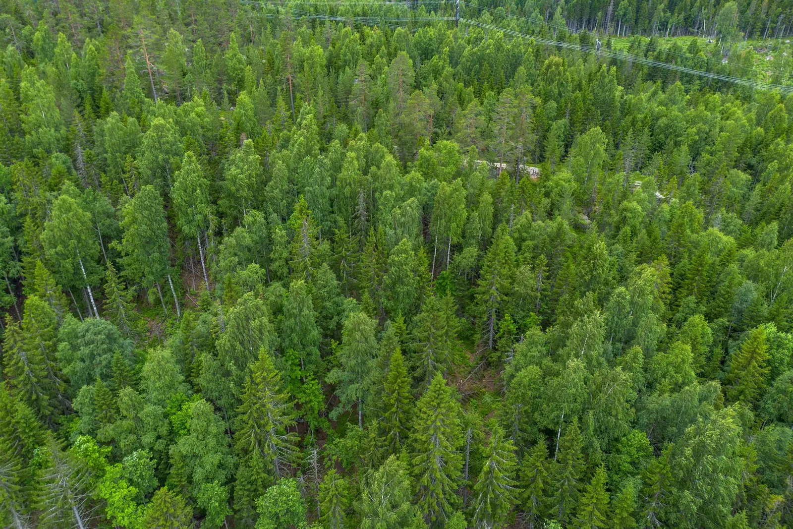 Farm, KRAMFORS KNÄFTA 3:2 skogen. Photo 1 of 18