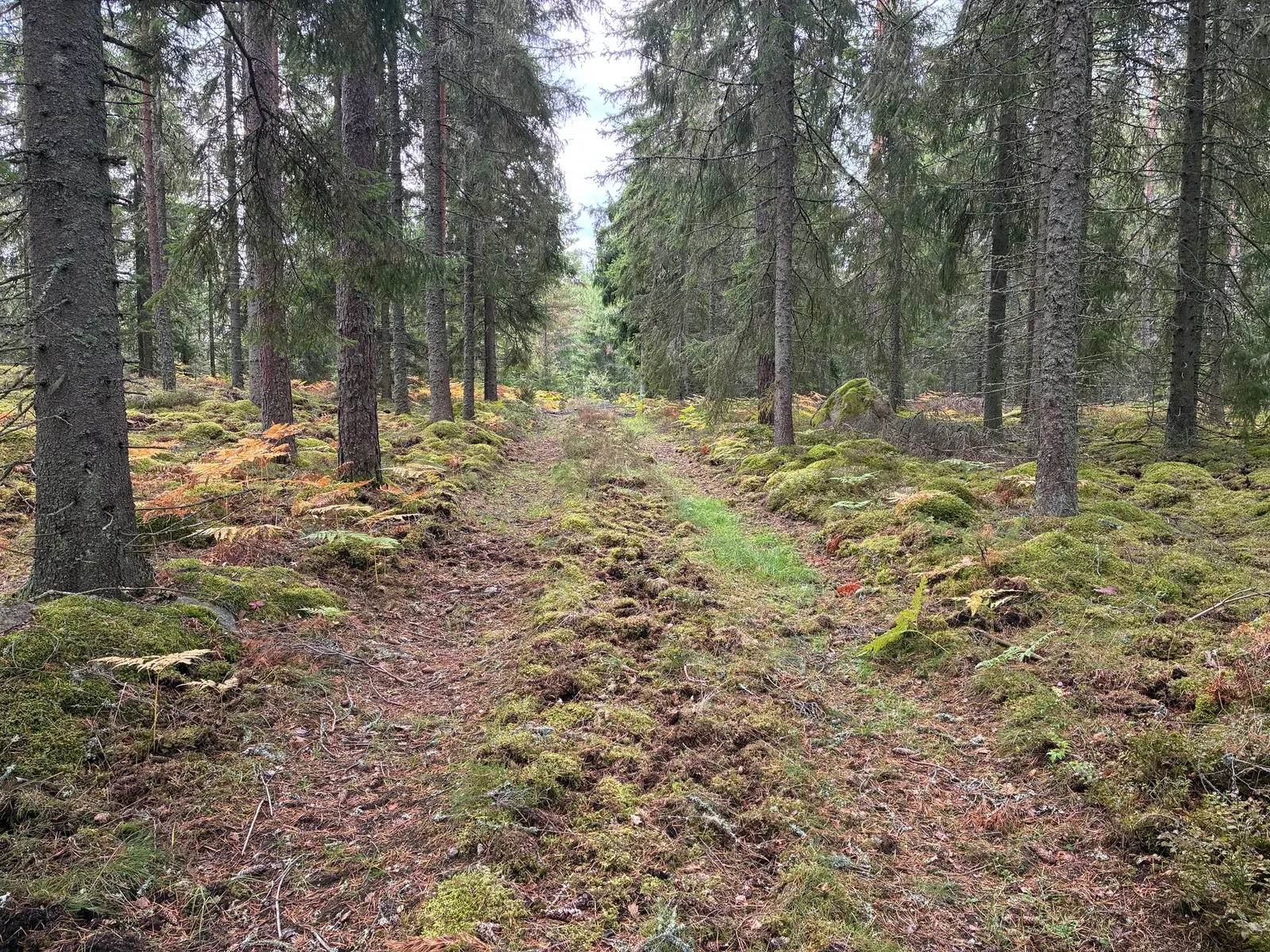 Gård, Flöxhult Svansången, Uppvidinge. Bild 1 av 33
