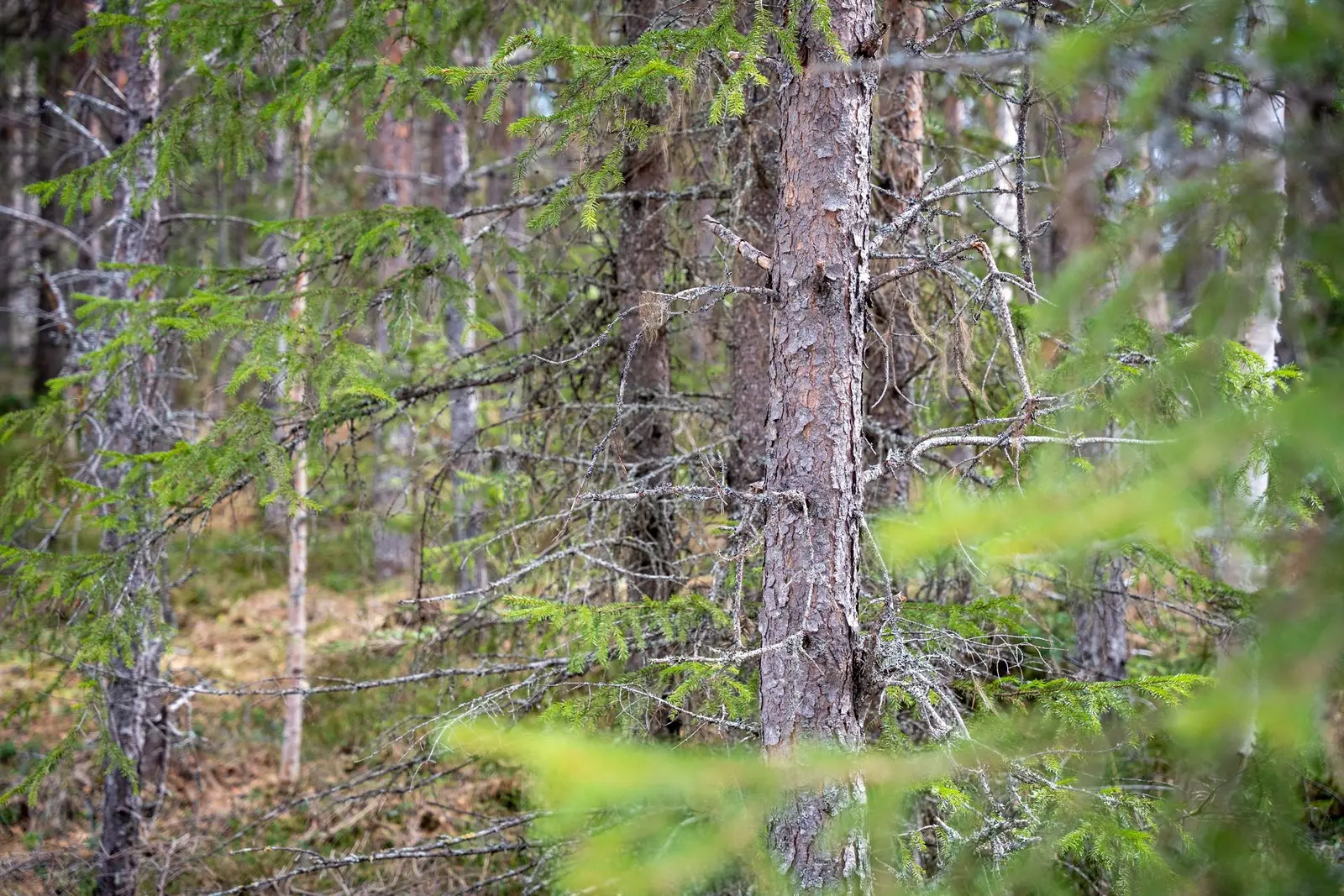 Bild 1 av 13 på Tåsjö-Norrby