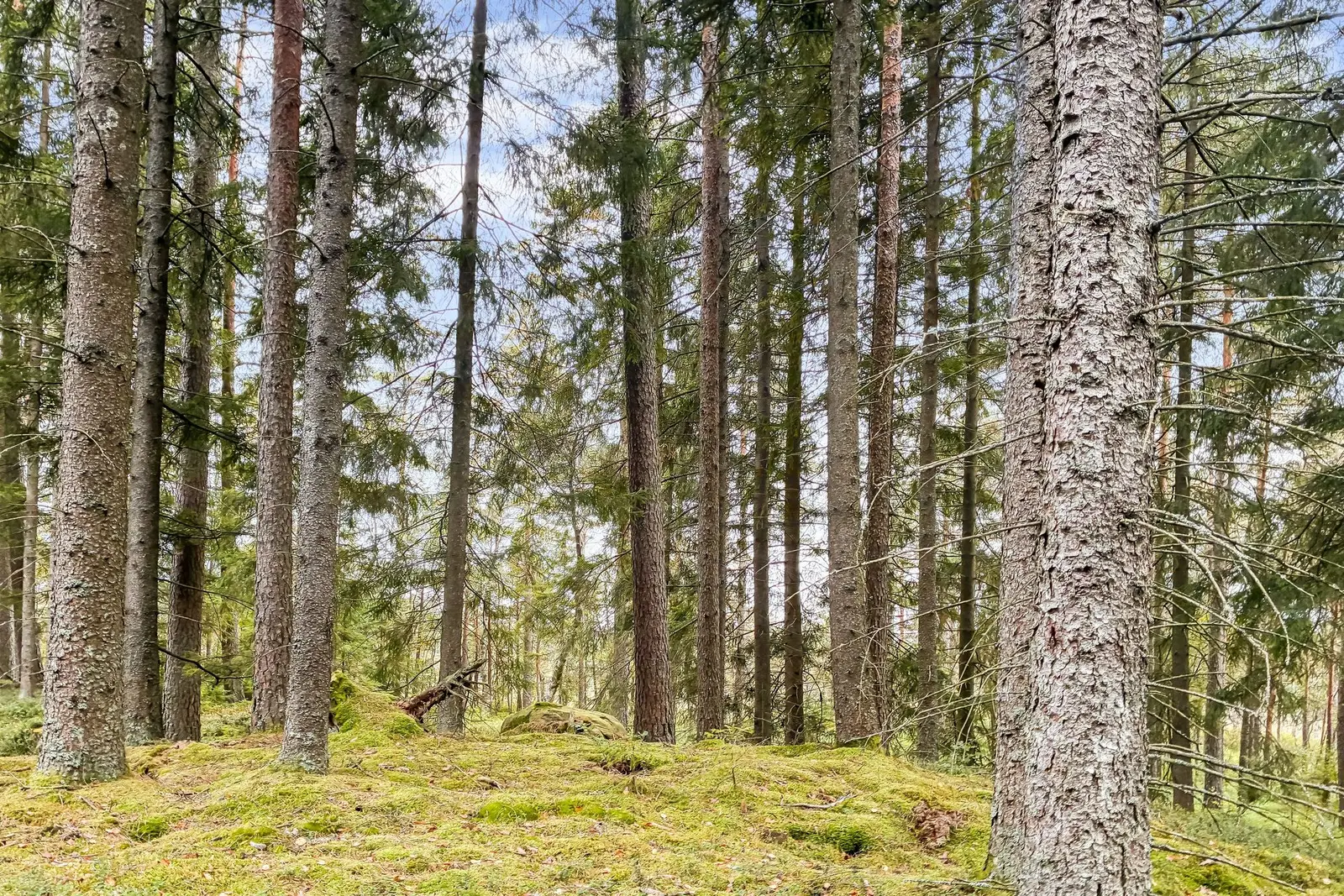 Bild 1 av 22 på Ljungby Äsphult