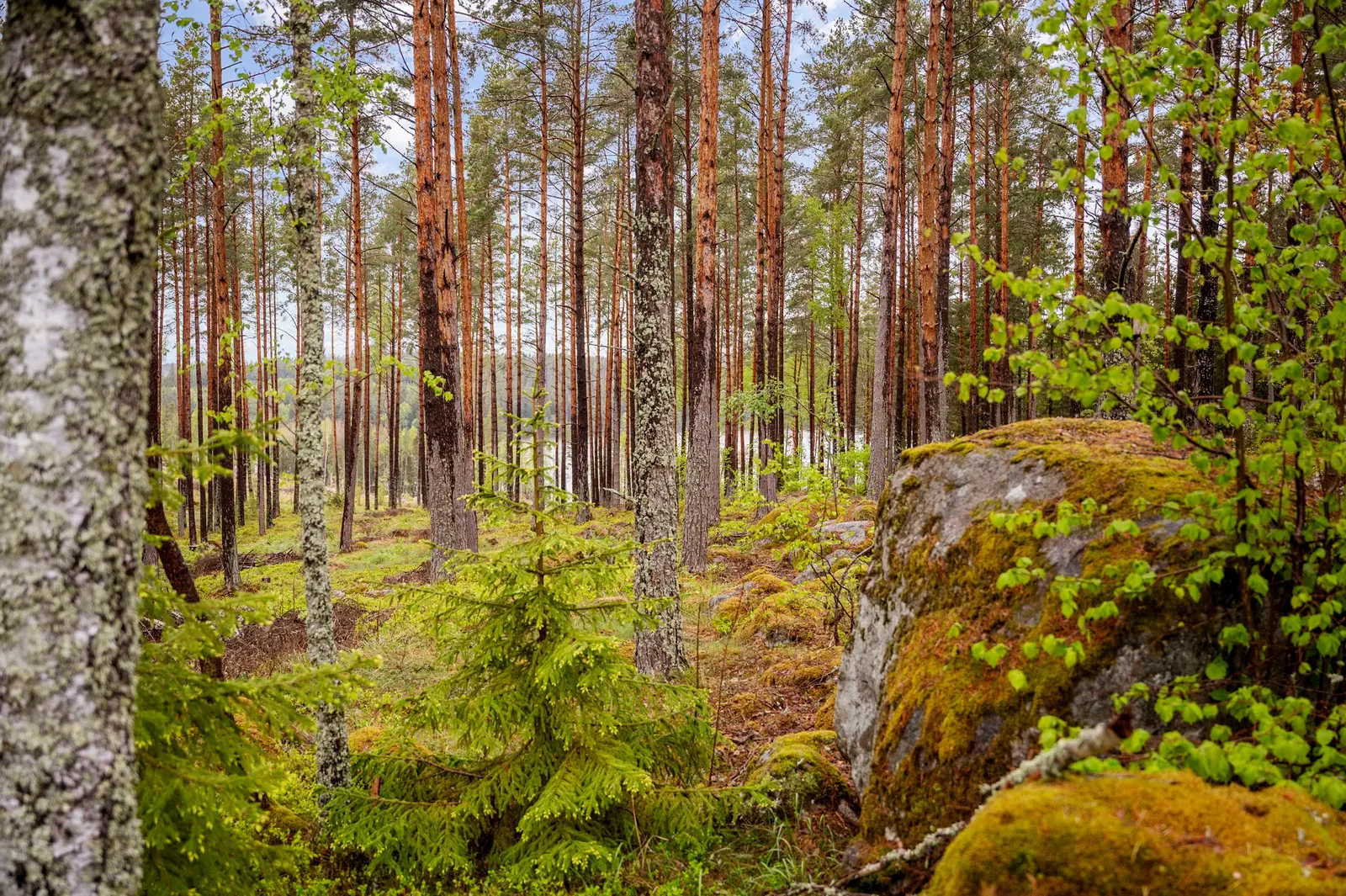 Fritidshus, Törndalsvägen 15, Upplands Väsby. Bild 1 av 40